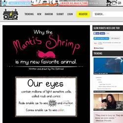 why the mantis shrimp
