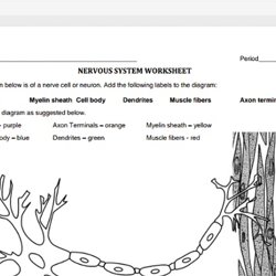 Printables Nervous System Worksheet worksheets pearltrees nervous system worksheet pdf