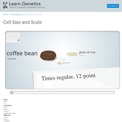 cell models pearltrees cell size and scale