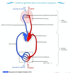 schema sur la circulation sanguine schema sur la circulation sanguine
