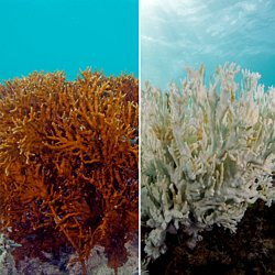 Protecting Our Coral Reefs Persuasive Essay Pearltrees Essay In English For Students also Obesity Essay Thesis Essays About Health Care
