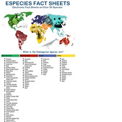 kids planet especies animal fact sheets pearltrees animal fact sheets